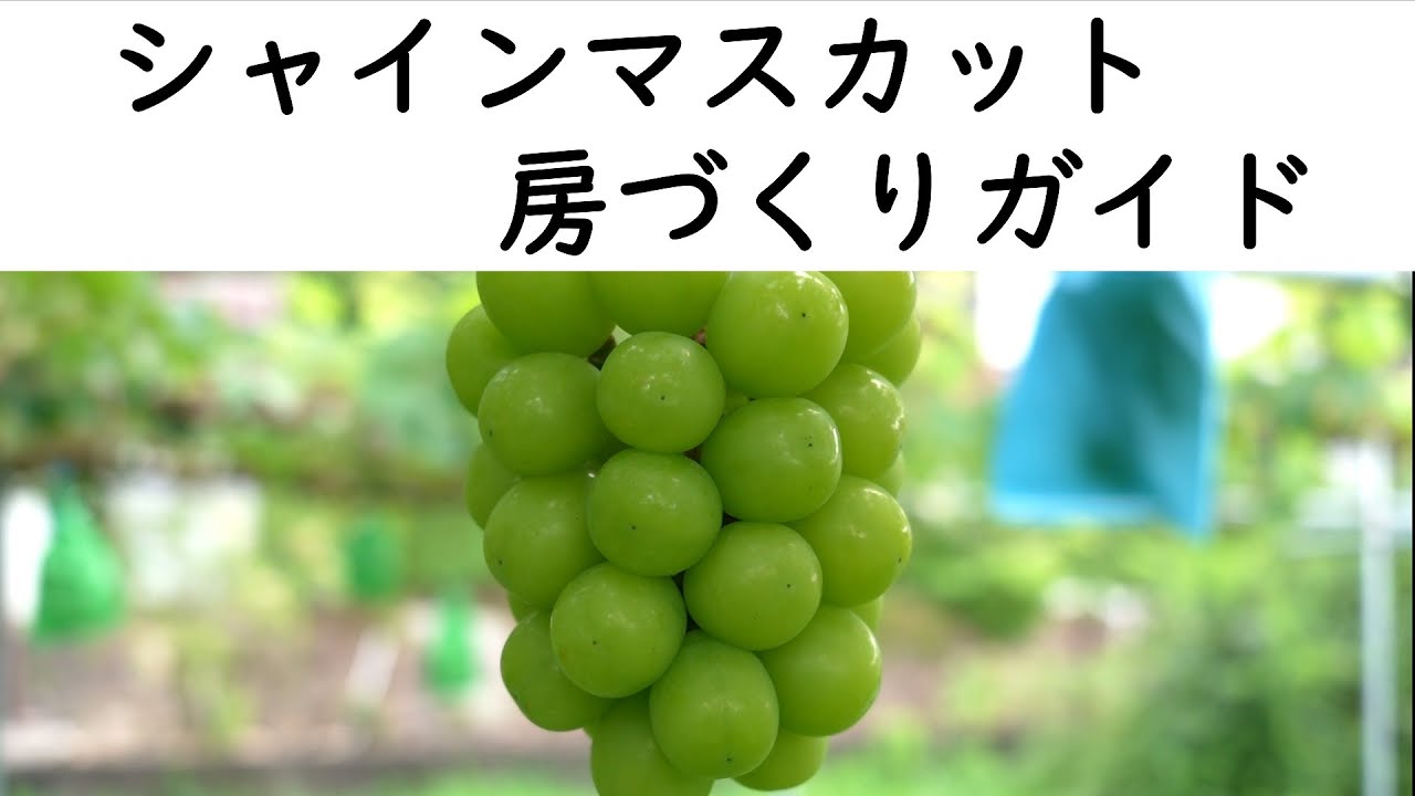 シャインマスカット【房づくりガイド】 - YouTube