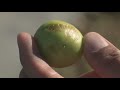 South Florida farmers brace for crop losses and higher prices after rare cold snap