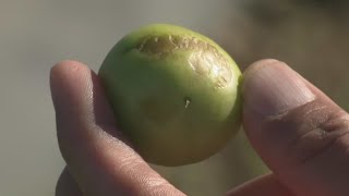 South Florida farmers brace for crop losses and higher prices after rare cold snap