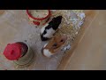 Hamsters Daily Activity - Adorable Hamsters Cleaning Up After Get Up While Raining Day
