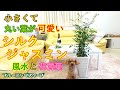 小さくて丸い葉が可愛いシルクジャスミン（ゲッキツ）の風水と花言葉｜観葉植物｜Silk jasmine｜Orange jasmine