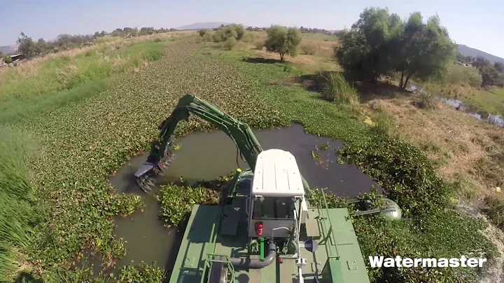 Removing invasive water hyacinth from a river in M...