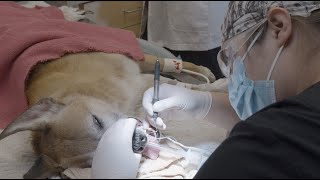 Pet dental cleanings: What to expect