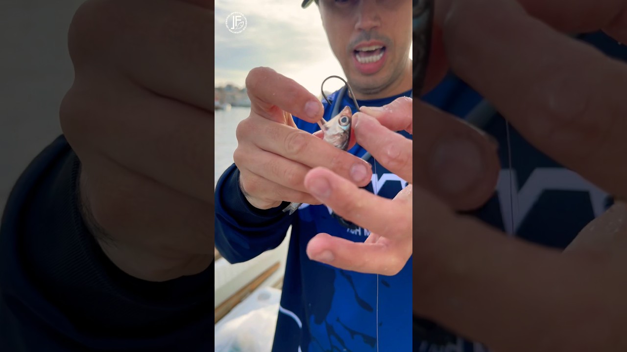 ⚠️LA MEJOR FORMA DE ENCARNAR EL BOQUERON O SARDINA AL ANZUELO⚠️ #pesca #fishing #pescaria #parati