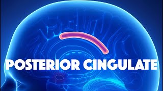 Posterior Cingulate Cortex