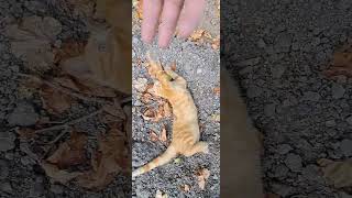 #This cat has one of the best meows of all time😃