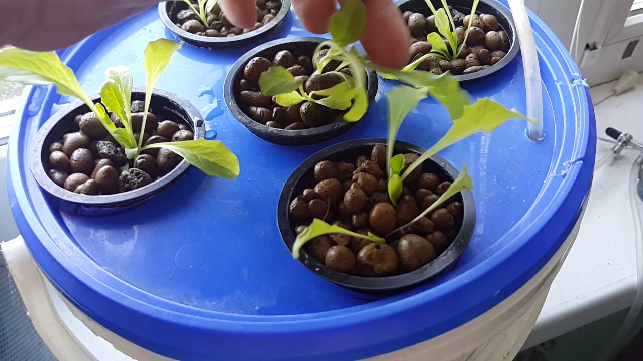 #ГИДРОПОНИКА