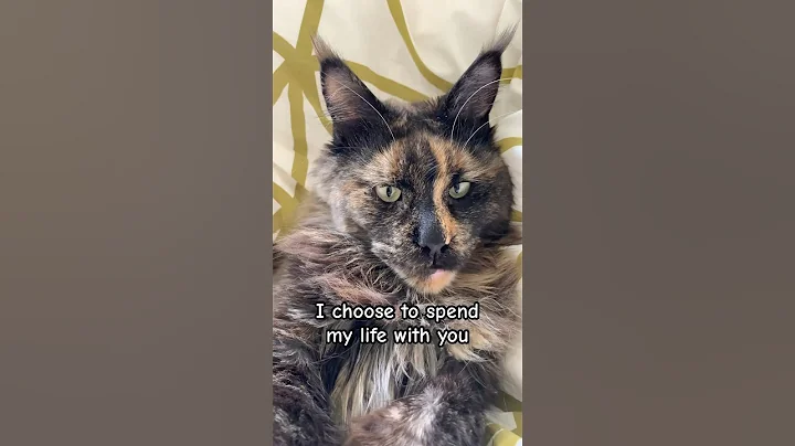 Watch the video about My promise to Mona #cutecat #catlover
