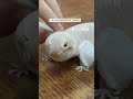主人帮小守宫蜕皮,用吸管吹气一秒变胖怪可爱的,网友:皮衣变羽绒服~