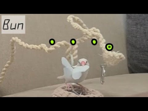 【検証】文鳥はおりこうに遊んでられる？？