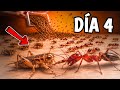 ¡5.000 hormigas rojas vs 1000 grillos presas muertas! 