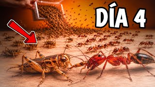 ¡5.000 hormigas rojas vs 1000 grillos presas muertas! 