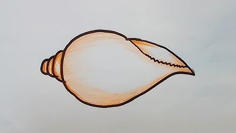 how to draw conch (very easy)