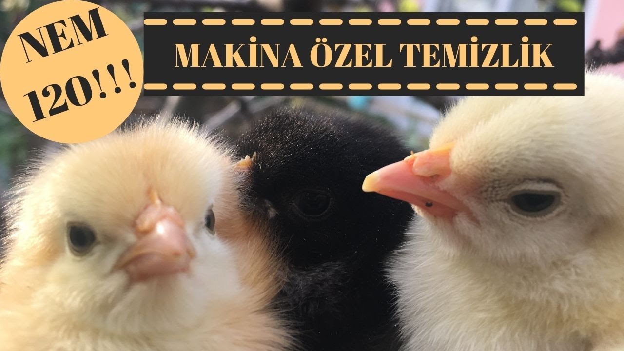 RAMAZAN'IN İLK CİVCİVLERİ-VGS 50 NEM 120 Mİ??? KOKU FENA!