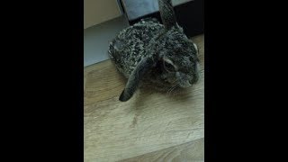 Заяц нападает на ребенка. Дикие животные. Смешные приколы заяц нападает. Заяц русак. Приколы. Зайчик Заяц нападает на ребенка. Дикие животные. Смешные приколы заяц нападает. Заяц русак. Приколы. Зайчик