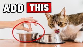 Do This And Your Cat Will Start Drinking TWICE MORE WATER (Works 100%)