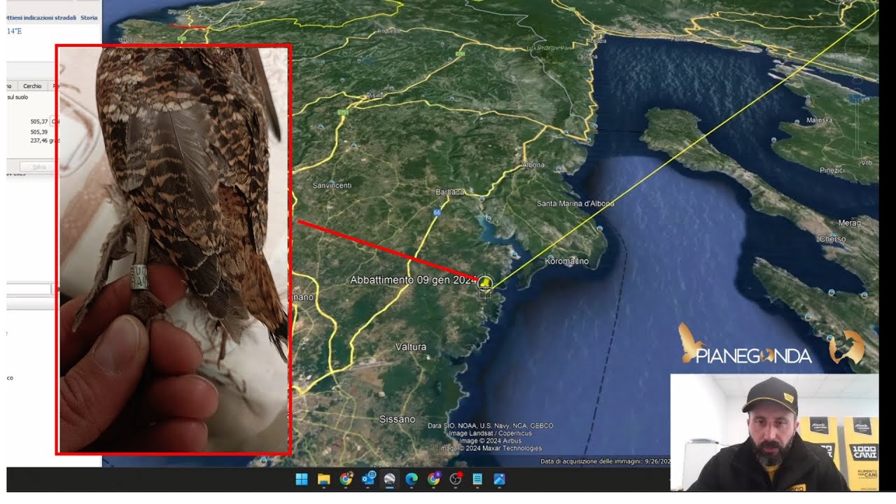 BECCACCIA CON ANELLO (di Enrico Pirolo)