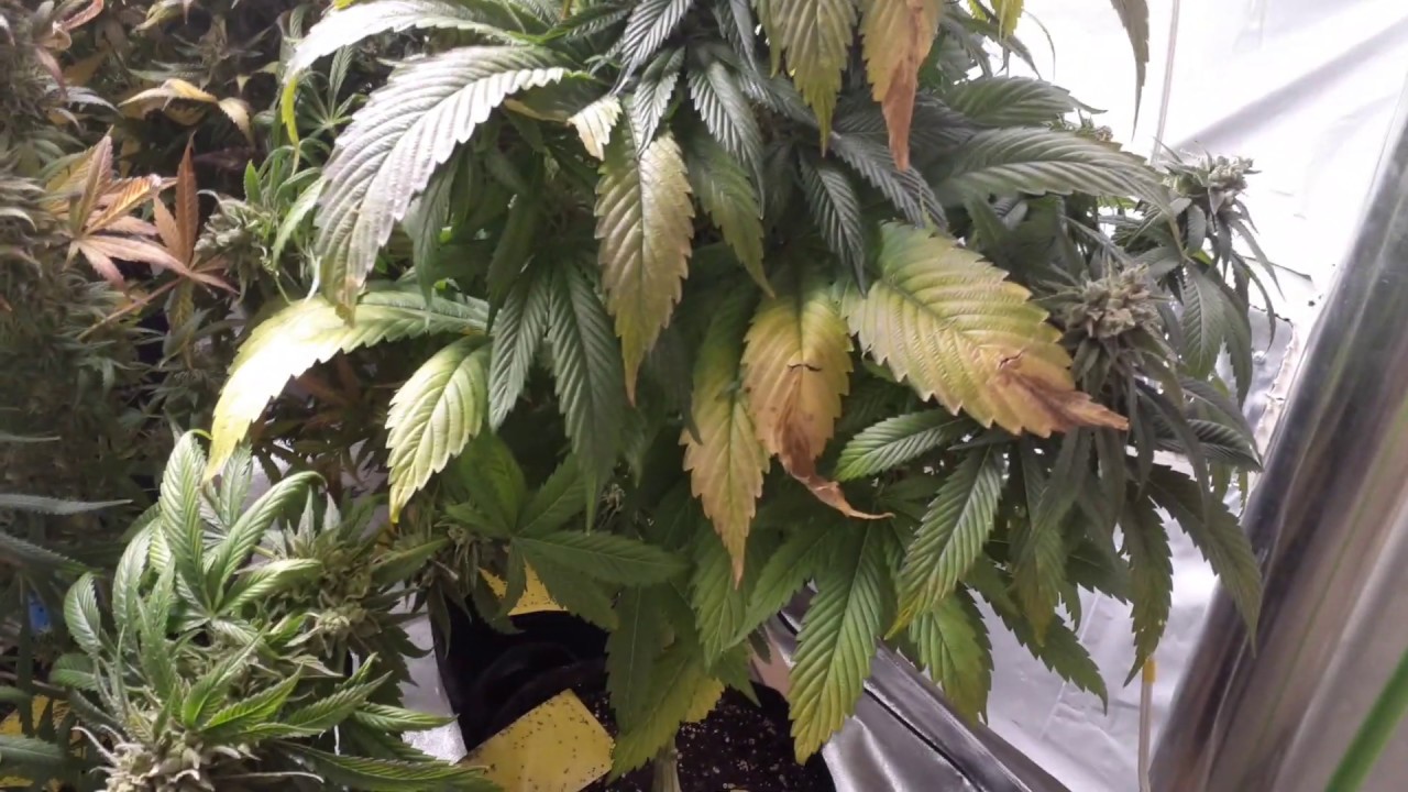 Mars hydro tsl 2000 ×2 8th week flower