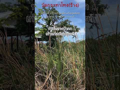 วัดร้างท่ามกลางป่ากก วัดกระทาโหง(ร้าง) นนทบุรี