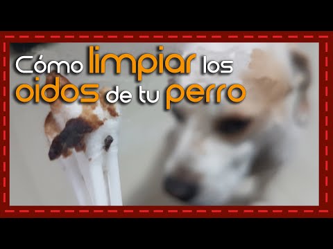 Video: Limpiar Los Oídos Y Los Ojos: Una Guía Práctica Para Cachorros (y Perros)