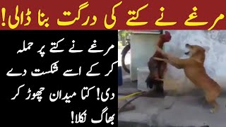 Dog vs Cock fight || Dog vs Hen fight || mughra larai || kutta or Murgha larai || fight dog and cock
