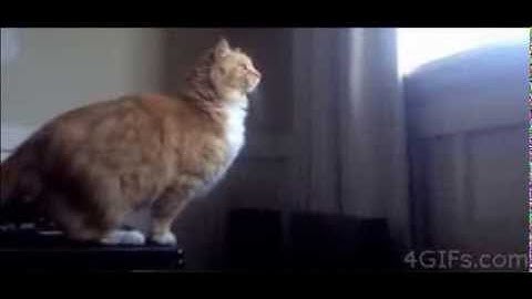 Funny Cat Jump (SAIL)