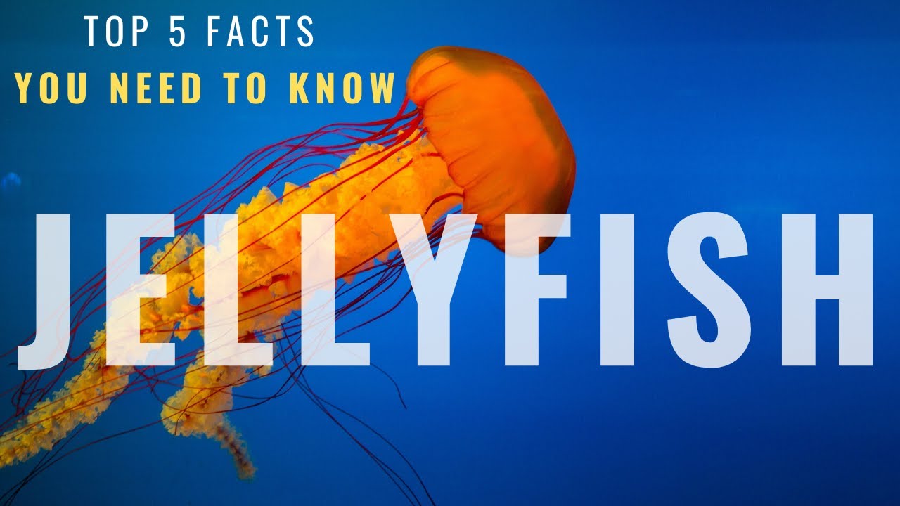 Top 5 Interesting Facts about Jellyfish YouTube