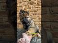 German shepherd 3 months to 2 years old Transformation ❤️🐕#doglover542 #gsd #puppy #viral #shorts