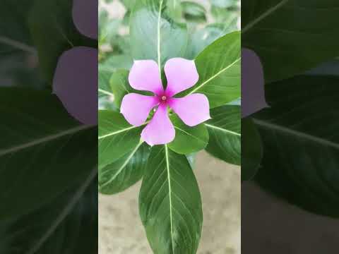 XXL XXL XXL XXL FREESTYLE 2024 XXL 2025 Xxwd5000xa XXL XXL XXL XXL FREESTYLE Phonkagressive 