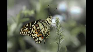 kupu kupu yang lucu ||instrumen anglung||