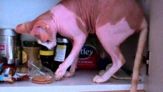 Sphynx Cat and Biscuit by Sphynx Cat 1,165 views 12 years ago 44 seconds