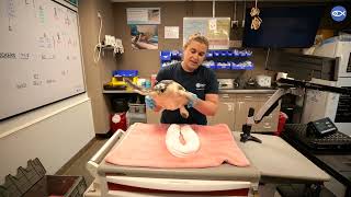 Sea Turtle Week: Kemp's Ridley Sea Turtle Net Worth