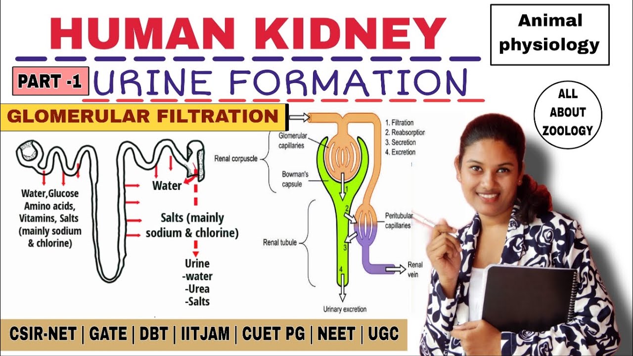 URINE FORMATION - GLOMERULAR FILTRATION FULL EXPLANATION | ANIMAL PHYSIOLOGY | CSIR-NET LIFECSIENCE 