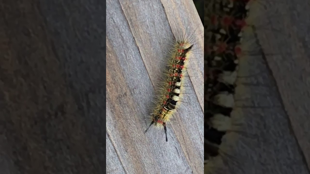 Caterpillar walking YouTube
