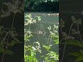#ducks#ducklings#enten#erpel#sunnyday