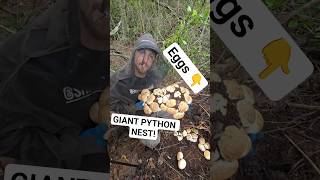 Famous PYTHON EGGS! #python #snake #shorts #wildlife #nature #dangerous #herping #crazy #florida #nest #egg Profile