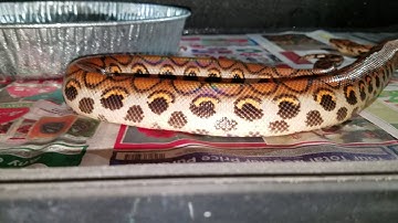 Reptile basics 4x2 enclosure for Brazilian rainbow boa @ Queen City Constrictors