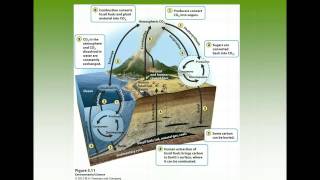 Apes Chapter 3 Ecosystem Ecology Youtube