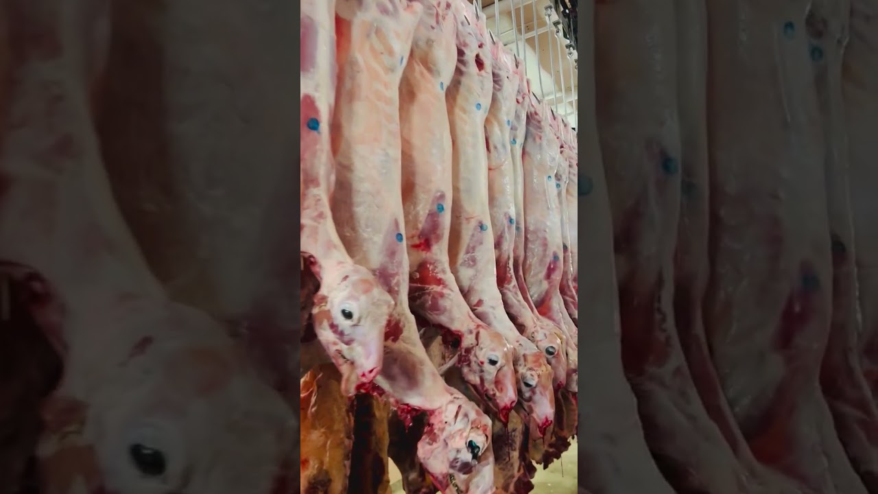 En mi trabajo diario #goodquality_#meat 