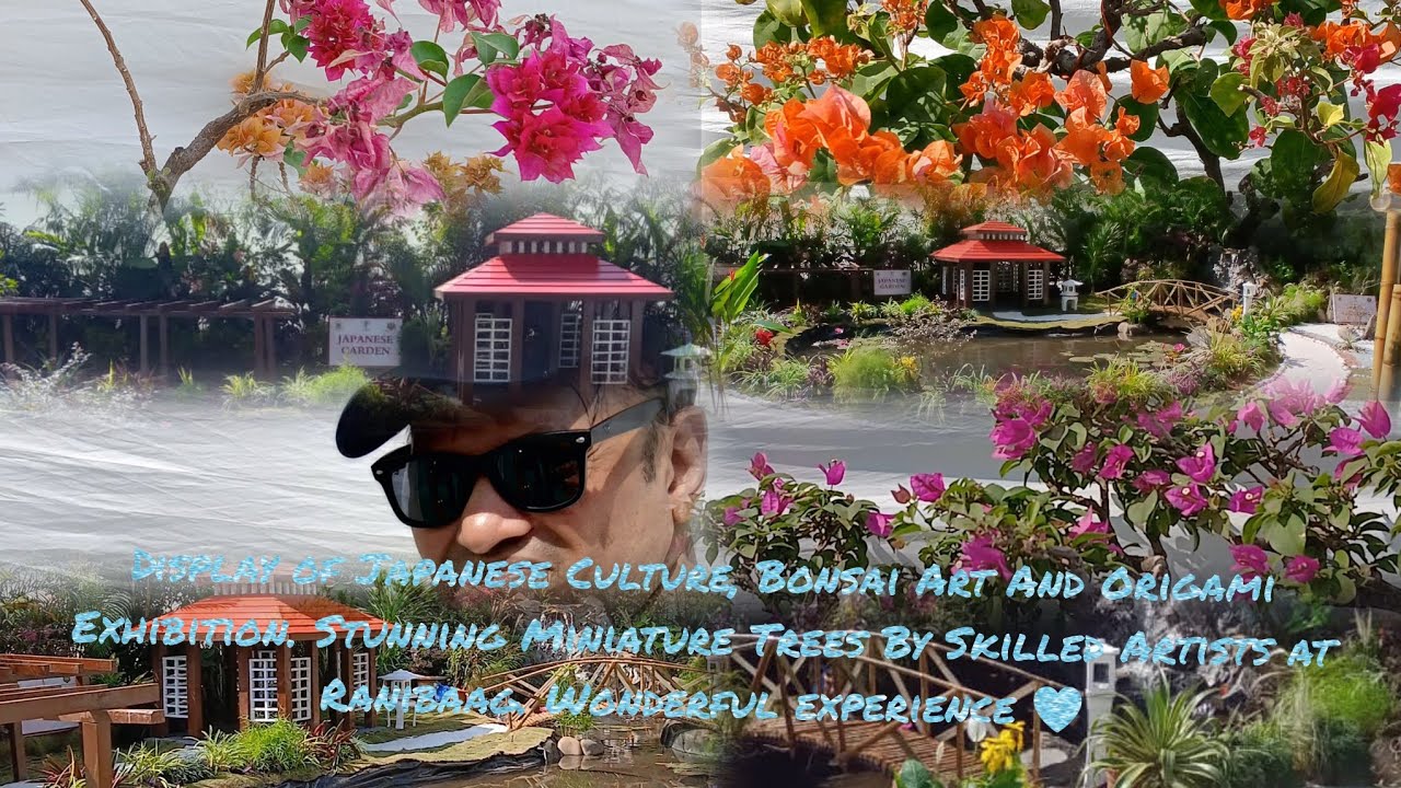 Japanese Culture Bonsai And Origami Exhibition Stunning Miniature Trees By Skilled Artists Wonderful