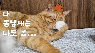 고양이 똥냄새 좀 안나게 하라!!!  | 고양이 브이로그 | cat vlog by 전자 고양이 솜뭉치 237 views 4 months ago 4 minutes, 15 seconds