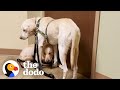 Two Rescue Labs Who Were Completely Frozen | The Dodo Adopt Me!