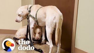 Two Rescue Labs Who Were Completely Frozen | The Dodo Adopt Me!