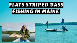 Striped Bass on the Flats Coastal Maine