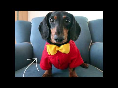 oakley dachshund