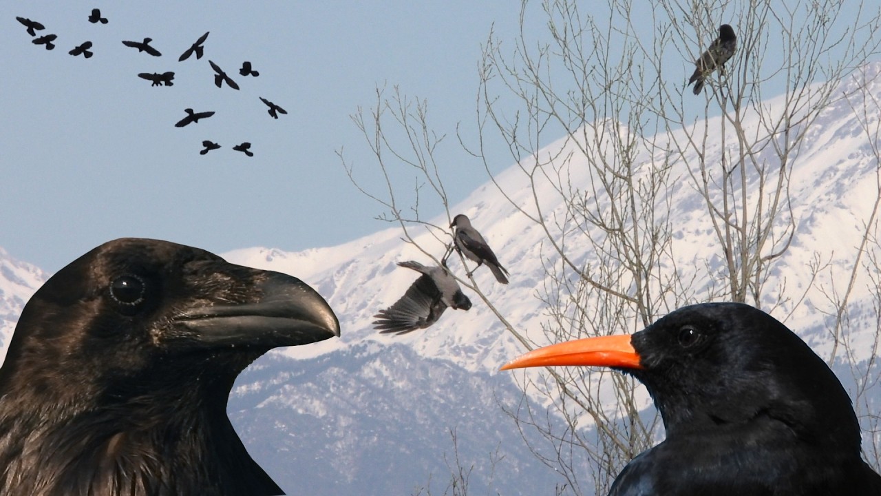 Scopriamo i Corvidi nidificanti in Italia. Discovering the Italian Crows