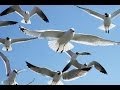 Johnathan Livingston Seagull Pt 1 