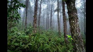 Jungle Sound Effects No Copyright HQ/HD - Sonidos de Selva Sin Copyright HQ/HD