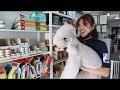 Art of Pets Premium Grooming | Bedlington Terrier | Macy