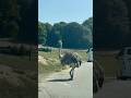 Move over David Attenborough… #longleat #safari #fyp #foryoupage